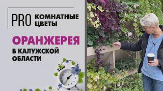 Оранжерея в Калужской области | Большой обзор комнатных растений