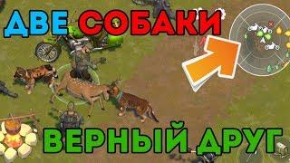 ДВА ВЕРНЫХ ДРУГА НА ОДНОЙ ЛОКАЦИИ ! БЕСКОНЕЧНАЯ ЭНЕРГИЯ ! Last Day on Earth: Survival