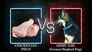 Chicken Leg VS Ammu GSD