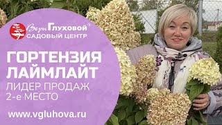 Гортензия метельчатая ЛАЙМЛАЙТ