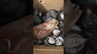 200 rupe Par Kabootar | Delhi white pigeons shorts video