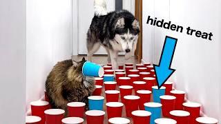 New IQ TEST For Dogs And Cats! Hid the Treats In a Secret Place