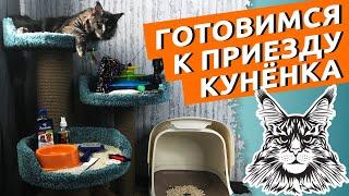 Купили мейн-куна - подготовьтесь правильно! Игрушки для котят, лотки и другие аксессуары.