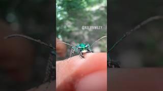 Tiger Beetle Biting My Finger!