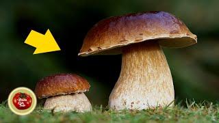 Es wurde bestätigt! Boletus besiegt Krebs und Metastasen mit BEAP-Protein