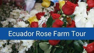 Visit a Rose Plantation in Ecuador - The Rose Capital of the World