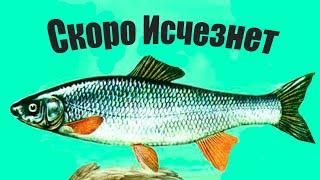 Этой рыбы скоро не станет в водоемах, а жаль, ведь она очень вкусная..