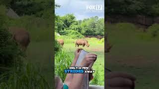 New exhibit at the Nashville Zoo