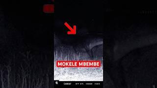 Dinosaur Analog Horror | Sauropod Caught on Camera #dinosaur #mokelembembe #wildlife