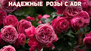 Самые надежные розы для средней полосы со знаком ADR. Обильно и продолжительно цветут!