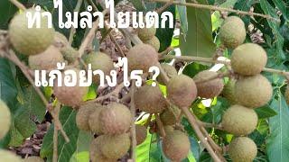 ป้องกันลำไยแตก และการแก้ปัญหา