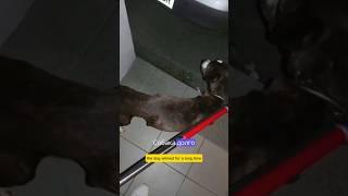 Снупи ждал хозяина, который не проснулся #новости #словения #жизньвевропе