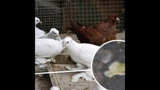 ПОНОС У ГОЛУБЕЙ И ПРИЧИНЫ БОЛЕЗНИ