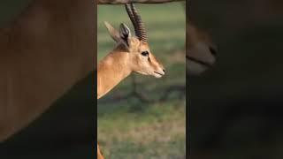 Deerworld#naturesworld #wildlife#mayureshwar wildlife