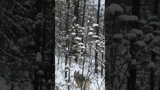 Собаки загнали не выходного соболя