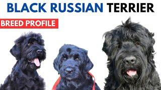 Black Russian Terrier Breed Profile History - Price - Traits - Black Russian Terrier Lifespan