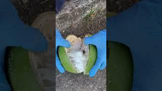 Making a Calabash Bowl