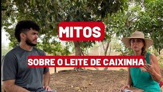 Desvendando os Mitos do Leite de Caixinha: Verdades e Falsos sobre o Leite UHT #roça #leite #viral