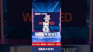 UIA News | Mysterious cat apperead in OIIA music videos