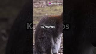 Top 5 Interesting Facts About KANGAROOS