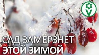 ВАШ САД  БЕЗ ЭТОГО ЗАМЕРЗНЕТ! Кому нужен влагозарядный полив?