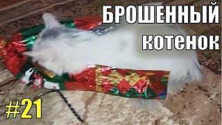 Брошенный котенок #21 Продолжение... Брошенный котик Лечение кошек Играющий котенок