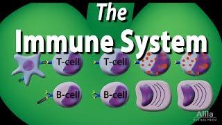 The Immune System Overview, Animation