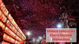 Shibuya Sakuragaoka Sakurazaka Cherry Blossom Illuminations | 桜丘さくら坂桜ライトアップ事業 #shibuya #sakura