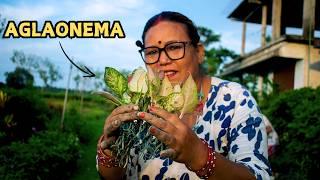 Aglaonema Plant Care and Repotting I Pabitra Garden