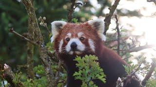 Red Panda arrival at the park