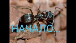 Муравьи Lasius Niger (Чёрный садовый муравей). Начало начал...