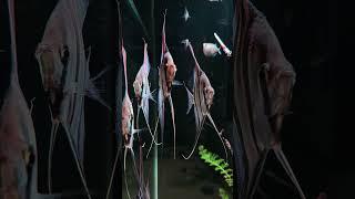 Aquatic Artistry Unveiled: Behold the Beauty of Stunning Fish Tank Displays | pondon.net
