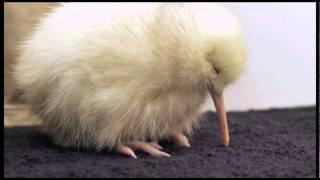 Rare White Kiwi