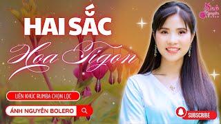 HAI SẮC HOA TIGON, LẠI NHỚ NGƯỜI YÊU | Ánh Nguyên Bolero | LK Rumba Làm Tan Chảy Triệu Con Tim