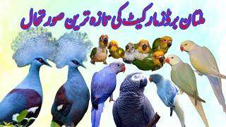 Multan Sunday Birds Market Rasheedabad 11 November 2024 | pakistan bird market video par 2