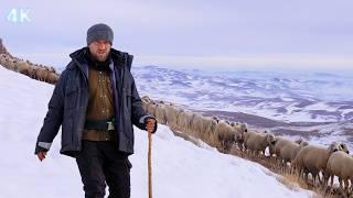 The Herd Going to the Snowy Mountains and the Shepherd's Struggle with the Cold - Documentary