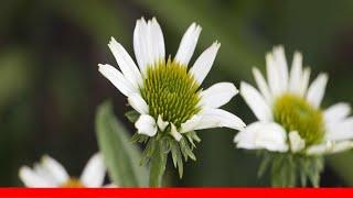 24 Great Varieties Of Echinacea (Coneflower) ️