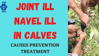 Joint ill or Navel ill in Calves-Causes & Prevention [ @DRYEDLAANANDREDDYANIMALDOCTOR