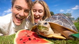 Giver Vores Skildpadde Hans Drømmedag!