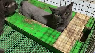 Cat in heat  || Bon vs Bư2 || Munchkin Mate || Cat breeding 