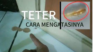 cara mengatasi teter || rayap kering