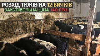 ЦІНА НА БИЧКИ 140 ГРИВЕНЬ! Скільки йде тюків щоб погодувати 12 бичків. Обробив бичків від глистів.