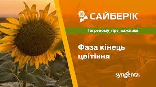 Сайберік: кінець цвітіння