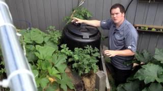 Growing Squash on a Raw Compost Vermiculture Pile Cheap and Easy in the Alberta Urban Garden