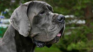 What s the Difference Between an American and European Great Dane?