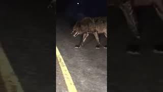 huge wolf recorded on camera
