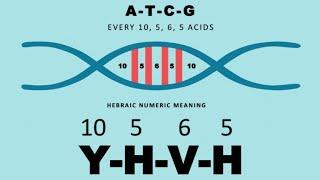 YHVH 10 5 6 5 Is Written In Our DNA Was 26 AD Important?