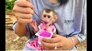 Monkey Linda and Vy visit the farm and eat dragon fruit yogurt