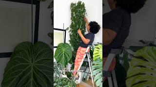 Pruning My Neglected Monstera Adansonii