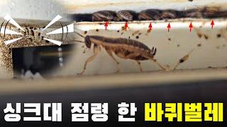 싱크대 짱박힌 바퀴벌레 이거(10g)으로 저멀리 보내 버렸습니다